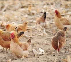 蛋鸡的饲料品质控制及配方调整（蛋鸡的饲料品质控制及配方调整方案）