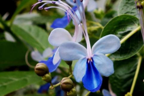 蓝蝴蝶花的养殖方法