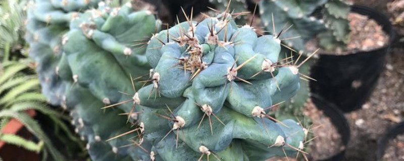 量天尺是木本植物吗 量天尺栽种