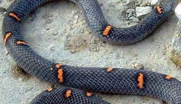 令人恐惧的喜玛拉雅白头蛇 喜马拉雅山白头蛇