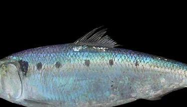 刀鱼养殖－刀鱼图片 刀鱼的养殖