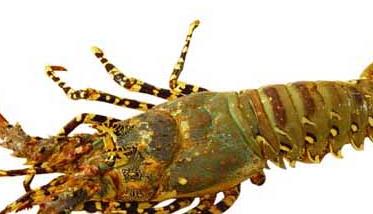 浅谈龙虾虾壳的用途 龙虾壳能做什么