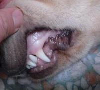 一例犬瘟热的诊断与治疗过程 论述犬瘟热的诊断与治疗方法
