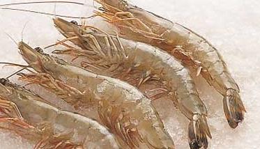 青虾养殖的鱼虾混养技术 高手分享,青虾养殖有哪些技巧