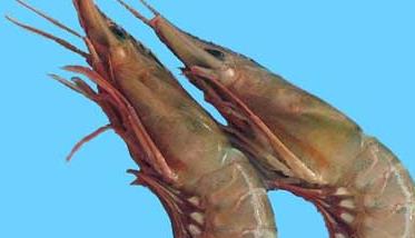 青虾的网箱高效养殖技术 对虾网箱养殖