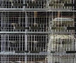 鸽子养殖户怎么选择鸽子养殖设备 鸽子养殖怎么样