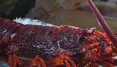 澳洲大龙虾养殖技术（澳洲龙虾的养殖技术）