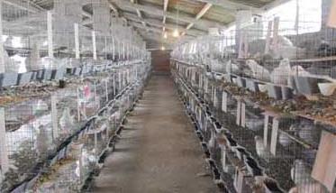白羽王鸽的养殖管理技术（白羽王鸽子的养殖方法）