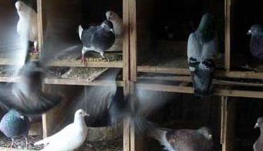 肉鸽如何进行大规模立体笼养（肉鸽养殖鸽笼）