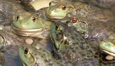 牛蛙幼蛙的饲养方法与技术要点 牛蛙幼蛙的饲养方法与技术要点图片
