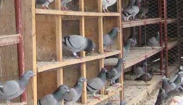 肉鸽在育雏期间的养殖管理技术 肉鸽育种技术