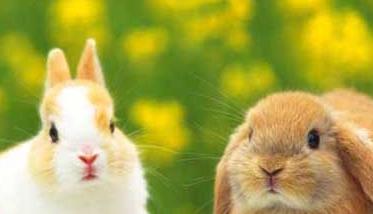 宠物兔养殖有哪些注意事项？ 宠物兔养殖有哪些注意事项