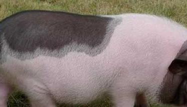 巴马香猪的养殖前景和养殖技术要点 巴马香猪如何养殖