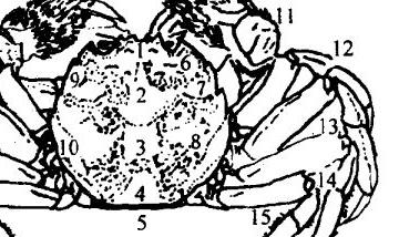 河蟹的外部构造是怎样的？ 河蟹的内部结构图