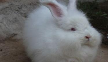 春季长毛兔高效养殖新技术（长毛兔养殖技术视频）