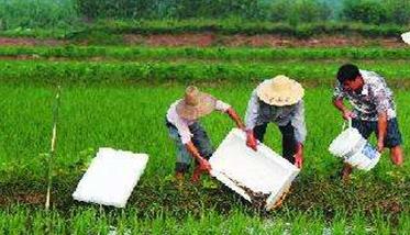 稻田养泥鳅技术 未来10大暴利养殖