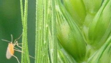 小麦吸浆虫发生规律 小麦吸浆虫形态特征及生活史与小麦发育期的关系