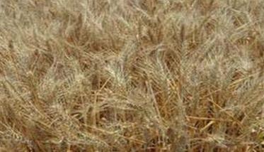 什么是小麦干热风（小麦干热风发生在什么时期危害最大）
