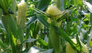 如何种植甜玉米 如何种植甜玉米不冒头