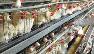 蛋鸡育成期饲养管理需注意的几点 蛋鸡育成期饲养管理需注意的几点问题