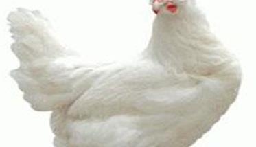 介绍三个白壳蛋鸡品种（产白壳蛋的鸡品种）
