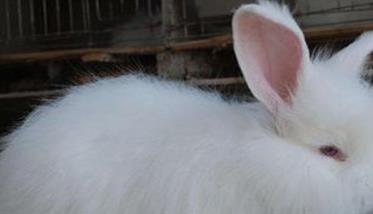 如何提高长毛兔兔毛的产量和质量（怎么给长毛兔修剪毛）
