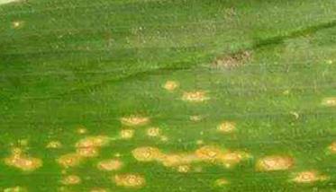 玉米弯孢菌叶斑病怎么治疗、防治 玉米弯孢菌叶斑病发病原因