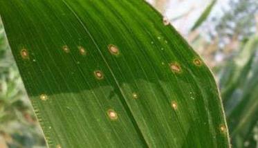 玉米弯孢菌叶斑病危害症状