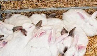 不同时期肉兔的饲养管理（肉兔养殖技术与管理ppt）