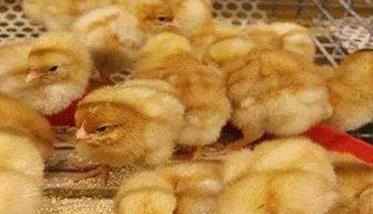 雏鸡的饲养管理应注意哪些问题 雏鸡的饲养管理应注意哪些问题及措施