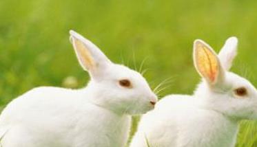 种公兔的饲养管理要点有哪些 种公兔的饲养管理要点有哪些?