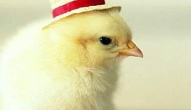 种公鸡的饲养管理要点有哪些 种公鸡管理技术要点有哪些