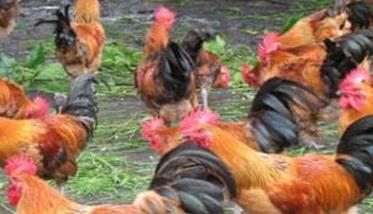 鸡群称重方法及注意事项 给鸡称重的正确方法