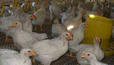 优质肉鸡的生产特点 肉鸡的生产特点及饲养方式