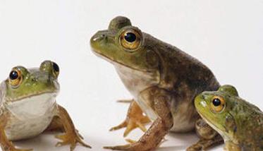 牛蛙饲料有哪些品种 牛蛙饲料有哪些品种好