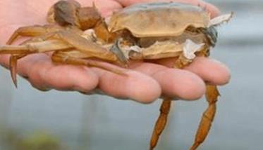 影响河蟹蜕壳因素有哪些 河蟹蜕壳吗