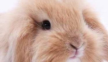 垂耳兔能长多少斤 垂耳兔能长多少斤啊