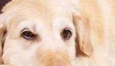 怎样知道你的狗狗是否患有狗冠状病毒病