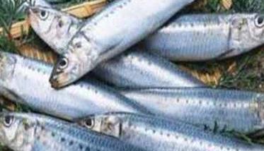 沙丁鱼是什么鱼 沙丁鱼是什么鱼是海鱼还是淡水鱼