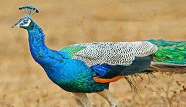 蓝孔雀是几级保护动物（白孔雀是几级保护动物）