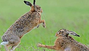 野兔的生活习性和特点 野兔的特点和生活特征