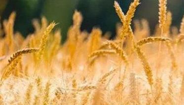 干热风对小麦的危害 干热风对小麦的危害关键时期是什么时候