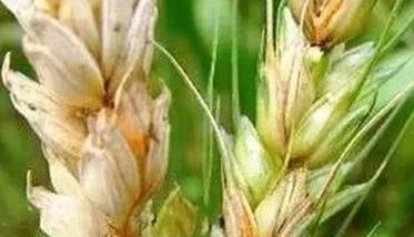 小麦吸浆虫的防治方法（小麦吸浆虫用什么农药防治）