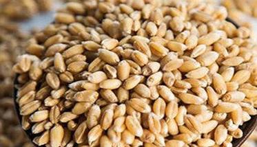小麦种子质量标准是什么 小麦种子质量标准是什么呢
