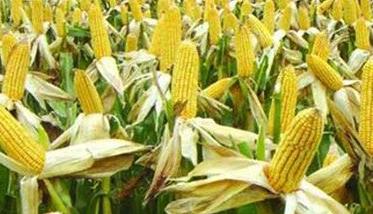 玉米产量构成因素有哪些（玉米产量构成因素有哪些种类）