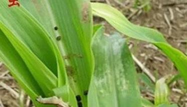 玉米粘虫发生规律是什么 玉米粘虫发生条件