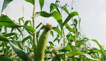 怎样种植甜玉米 怎样种植甜玉米种子