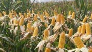 玉米千粒重的形成因素是什么