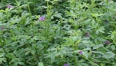 紫花苜蓿种植技术要点