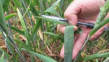 小麦吸浆虫防治要掌握发生规律和防治的关键期